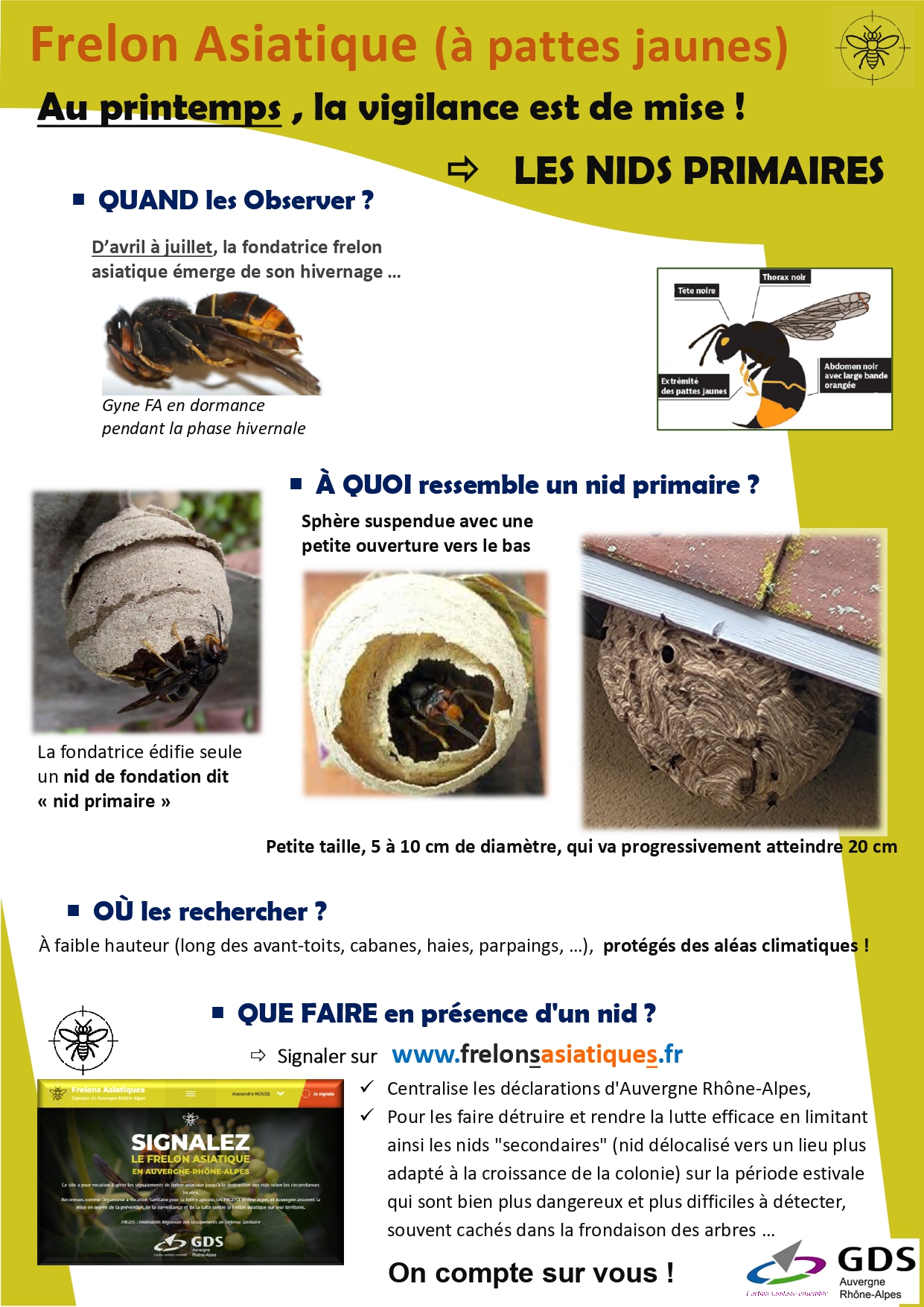 FRELONS ASIATIQUE